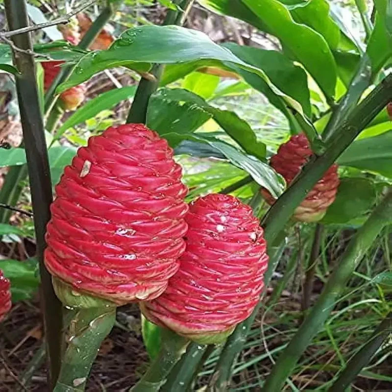 10 PCs Shampoo Ginger Seeds, Pinecone ginger Seeds