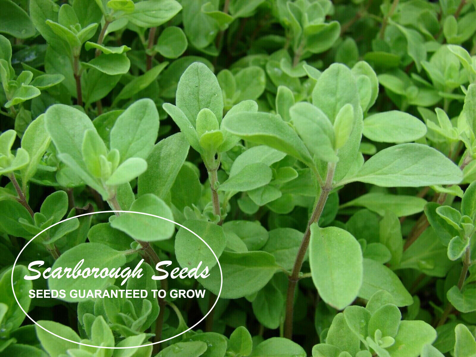 Scarborough Seeds Sweet Marjoram 500 Seeds – Heirloom, Herbs Fragrant