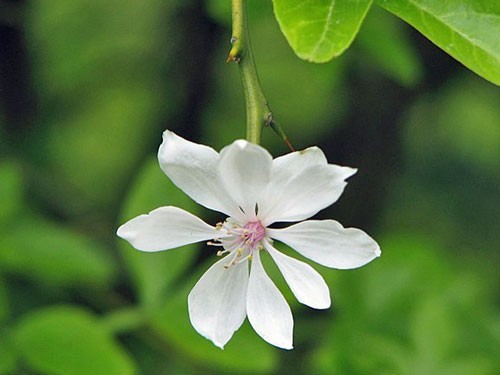Citrus trifoliata | Flying Dragon | Bitter Orange | 10 Seeds