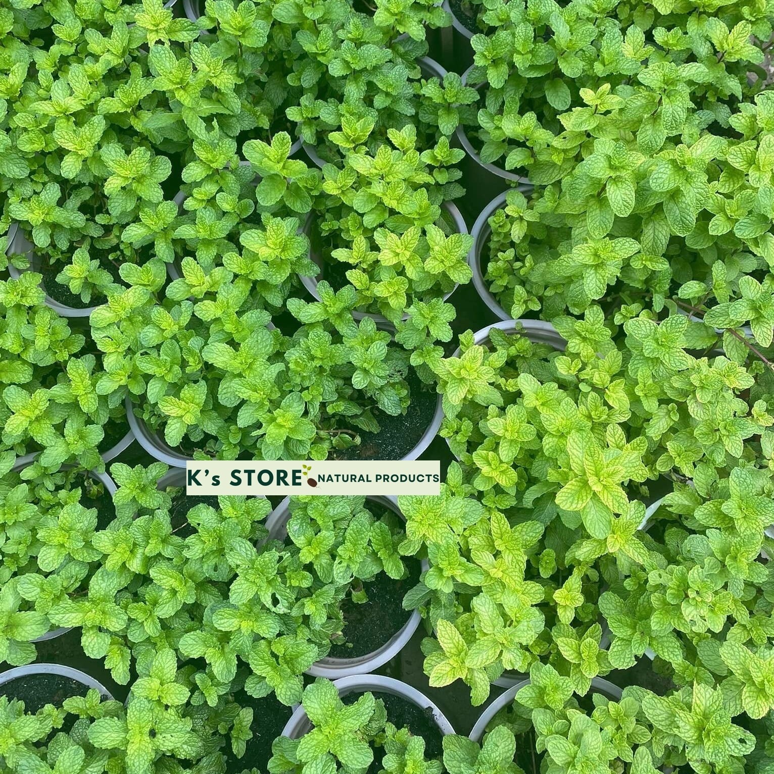 1000+ PEPERMINT HERB SEEDS – RAU HÚNG LŨI | 95% GERMINATION NON-GMO, FREE SHIP |