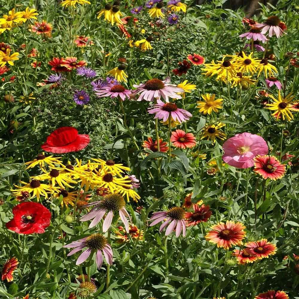 Midwest Wildflower Seed Mix – 1 Lb. Annual & Perennial Native Seeds for