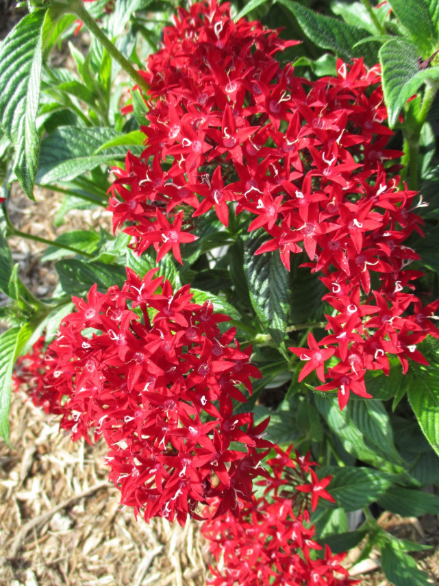 Set 2 Lil Red Pentas Plant – 4-8″ Tall – Compact Red Flowering Plant for Pollina