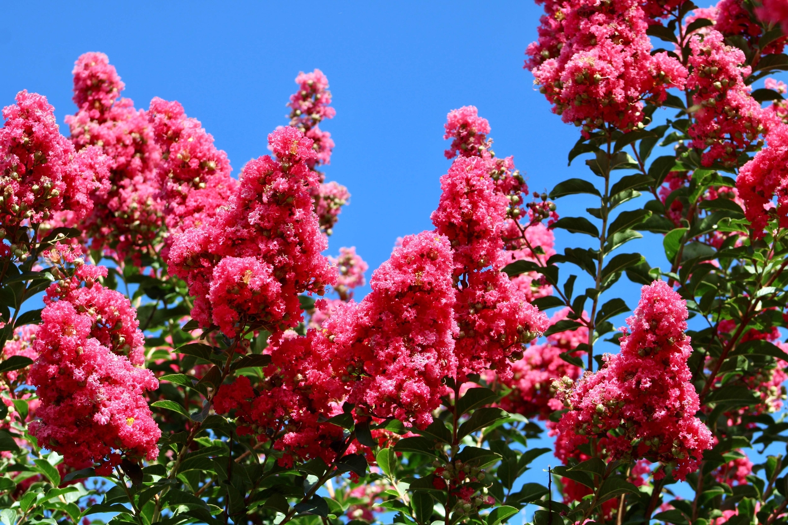 35 DARK PINK CREPE CRAPE MYRTLE Lagerstroemia Indica Bush Tree Flower Seeds