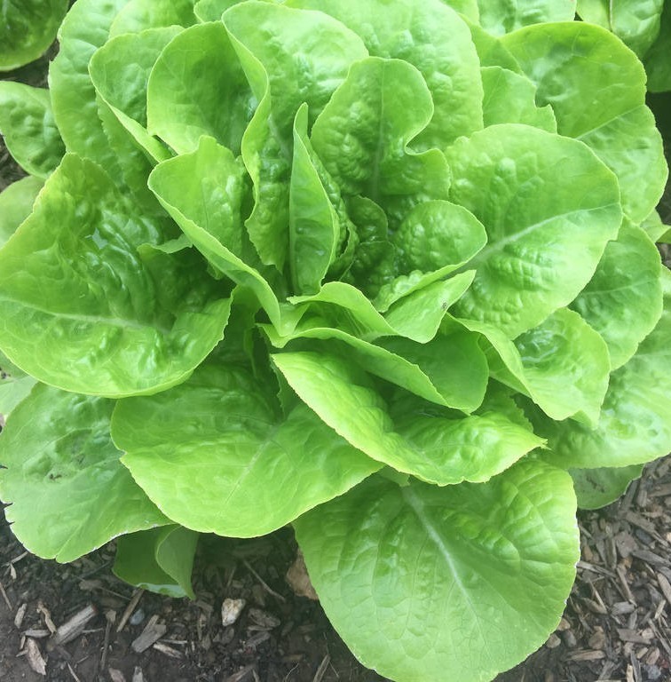 1g- Lettuce Seeds 900+ – Fresh Harvest of Premium- Buttercrunch Butterhead- B 16