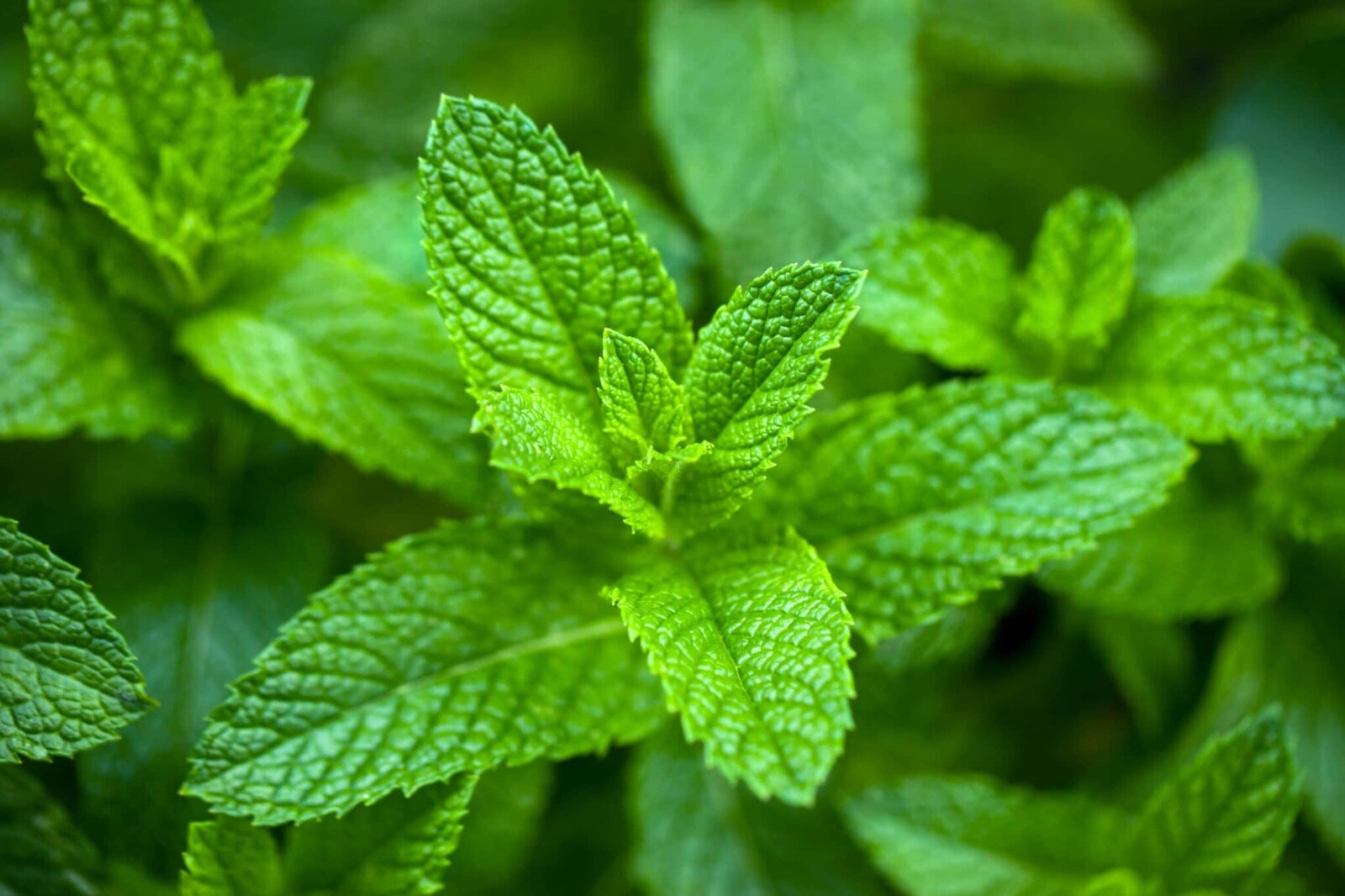Organic Spearmint Plant – Herb- Mentha spicata – Live Starter Plant FREE SHIPPIN