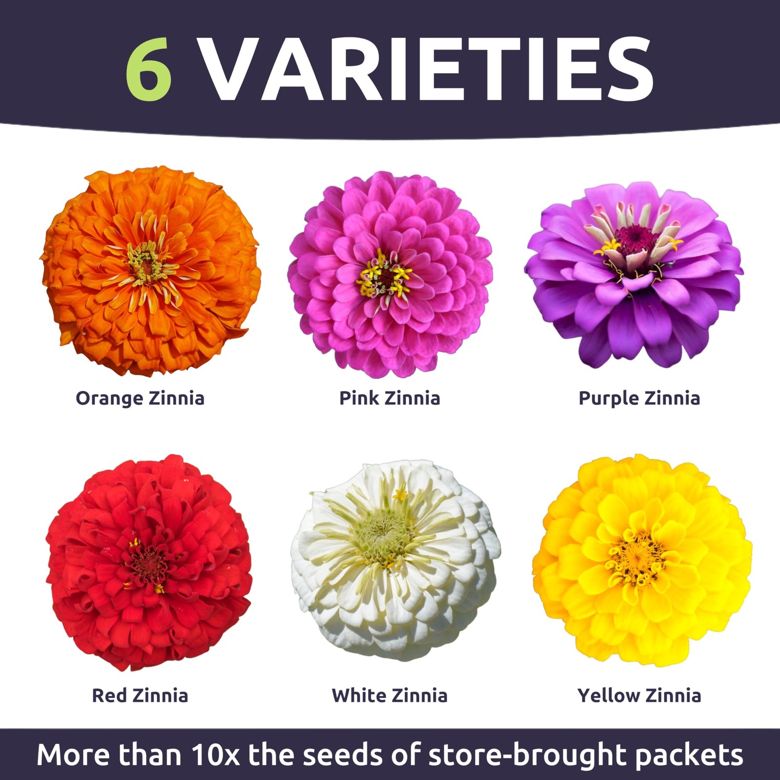 Zinnia Cut & Come Again Mix – Large 1 Ounce Packet – 4,000 Flower Seeds for P…