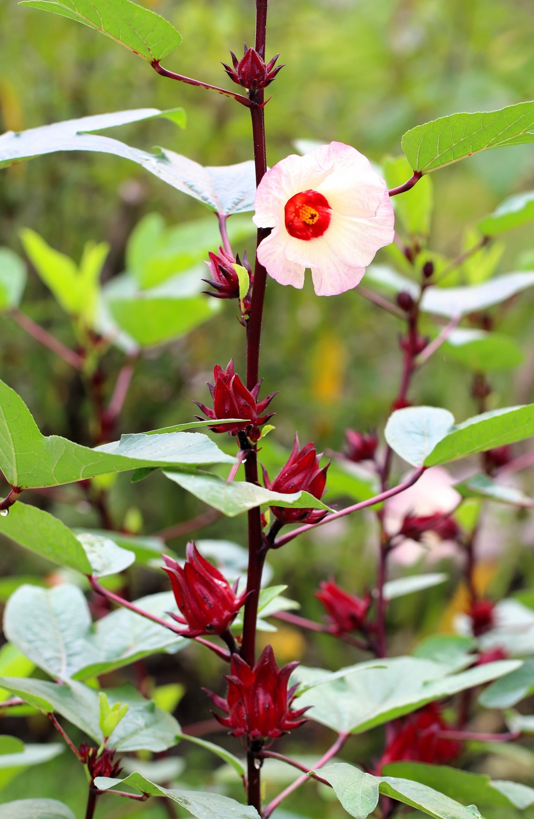 50 ROSELLE HIBISCUS Sabdariffa Rosella Fruit Flower Seeds *Flat S/H
