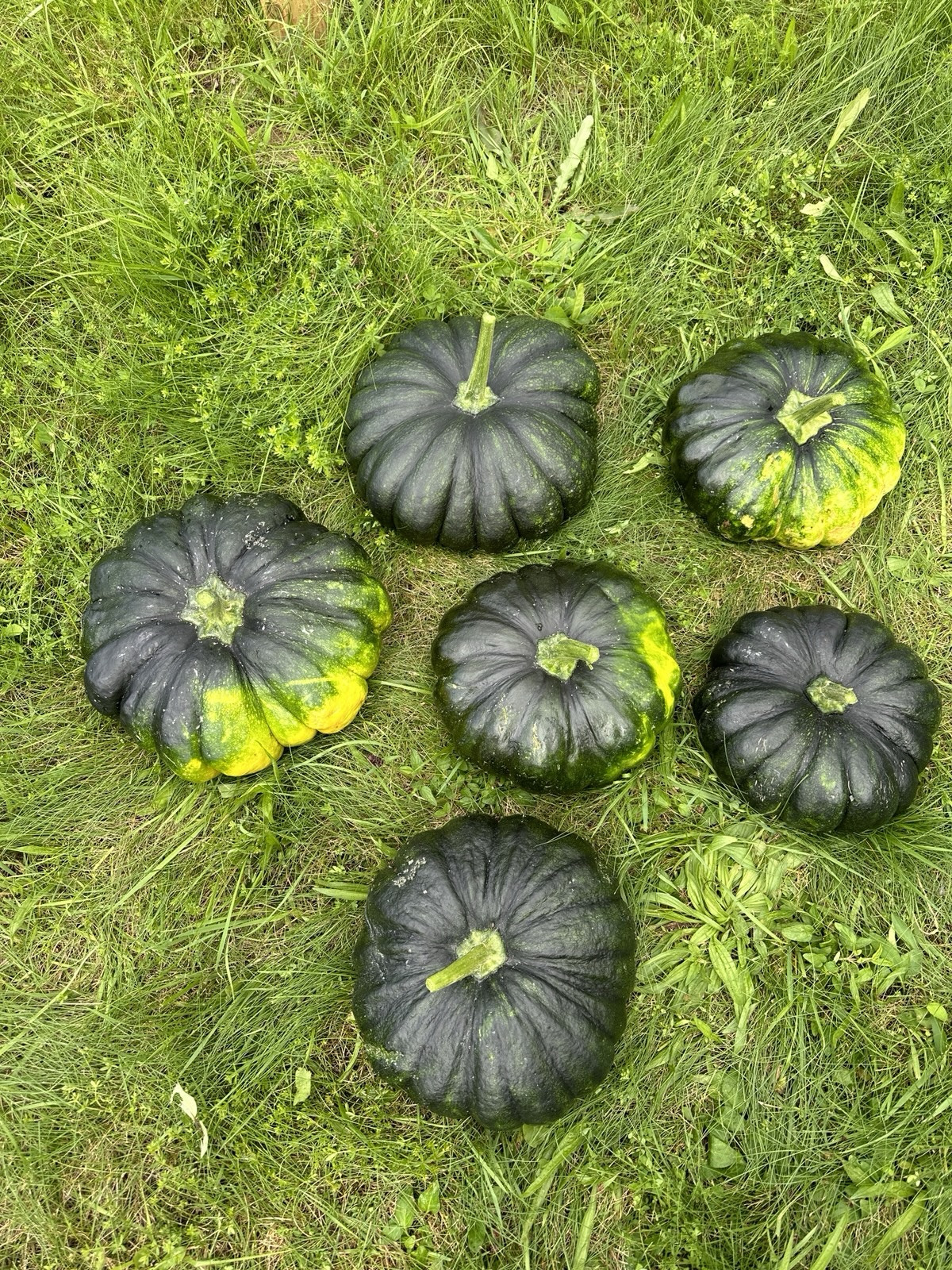 Sweet Pumpkin Black || Bangladeshi Sweet Kali Kumra || Siam -1 || 8 Seeds