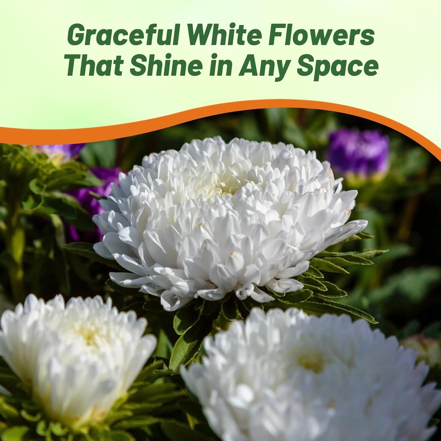 1000 Seeds Aster Seed – Aster Callistephus Paeony White Double Flower Seeds