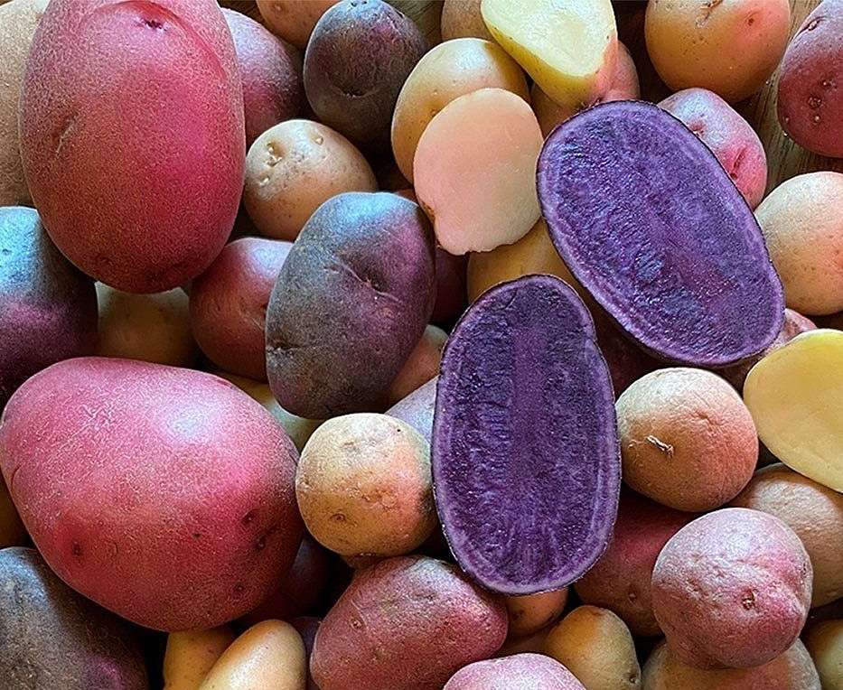 Potato Seed Tuber Mix 2 lb Purple Red Yellow Yukon Russet Organic Seeds Potatoes