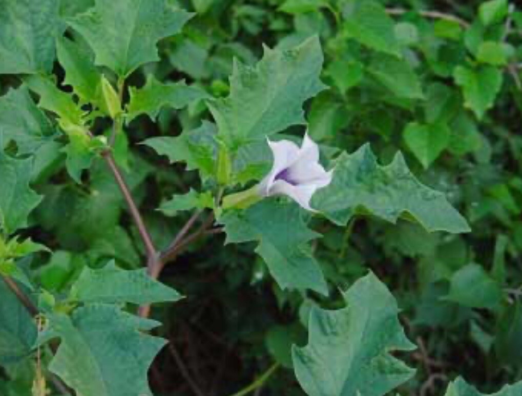 (100+) Datura Stramonium Jimsonweed Moon Lily Flower Seeds