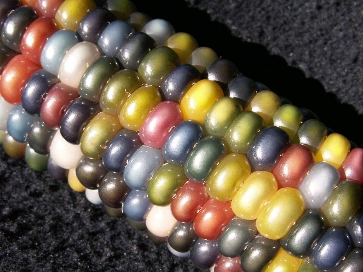 Vibrant 100 Glass Gem Corn Seeds – Gourmet Non-GMO Popcorn with Colorful Kernels