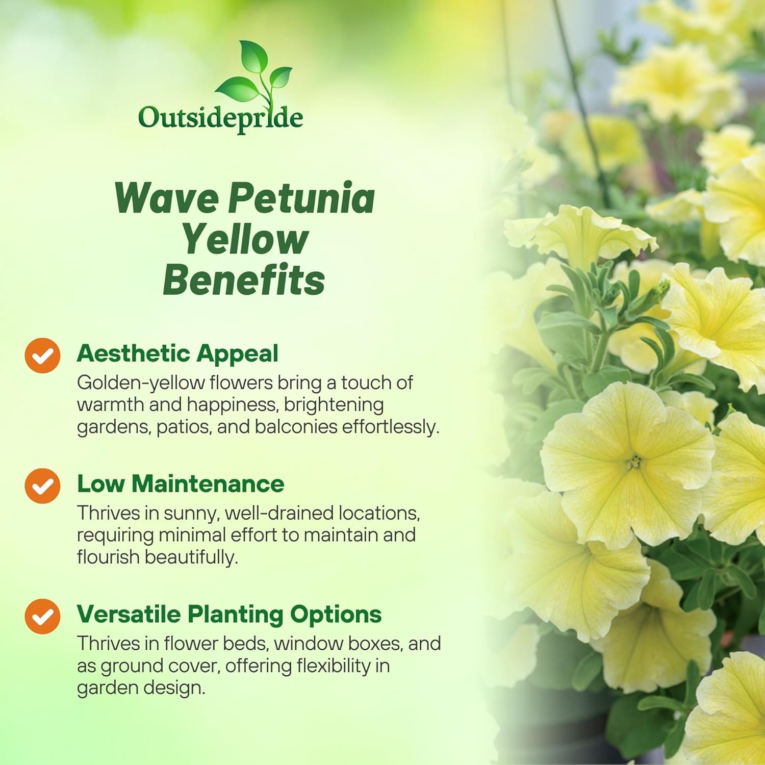 15 Seeds Easy Wave Yellow Petunia Spreading Flower Seeds