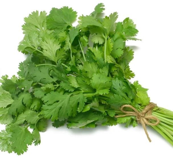 900+ SLOW-BOLT CILANTRO CORIANDER SEEDS | HEIRLOOM • NON-GMO | FREE SHIPPING🌿