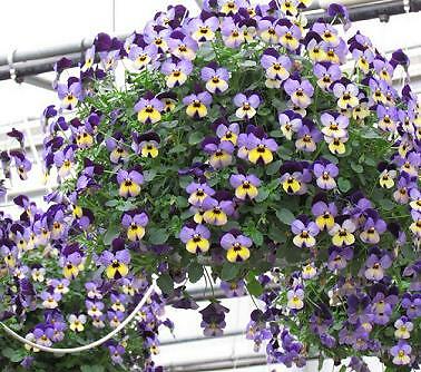 Viola Endurio Blue Yellow/Purple Wing 250 seeds