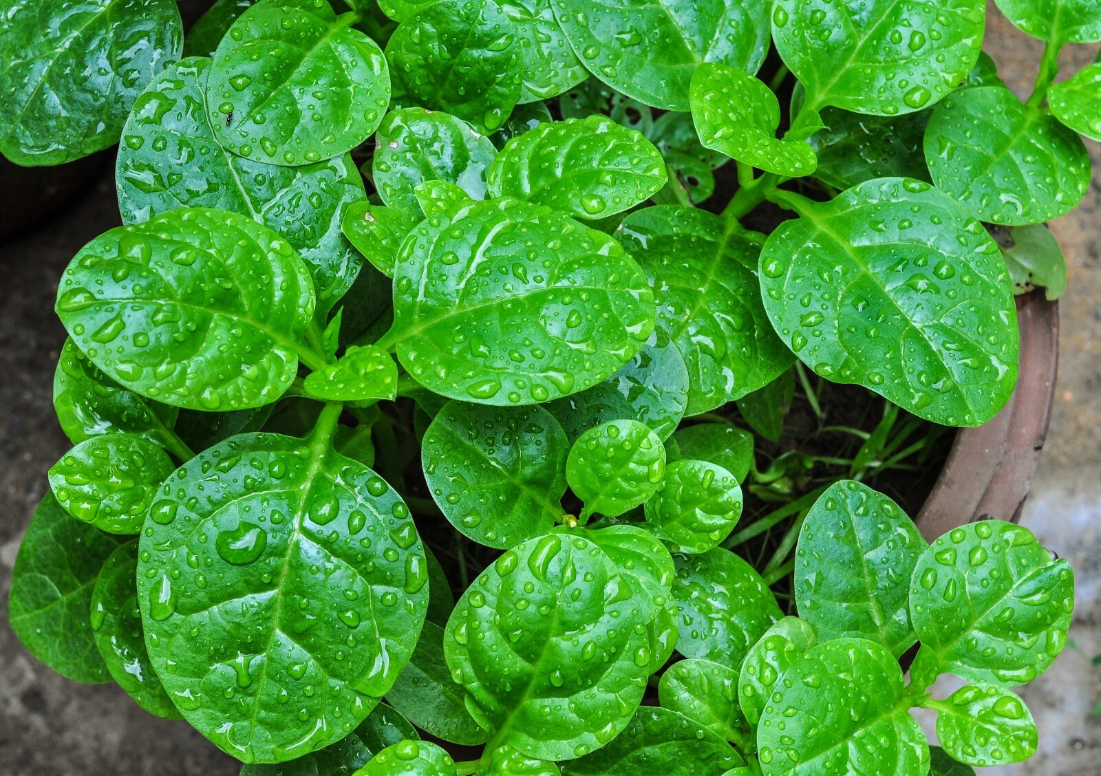 1000+ Seeds Organic Green Stem Malabar Alugbati Mong Toi Poi Sang Ceylon Seeds