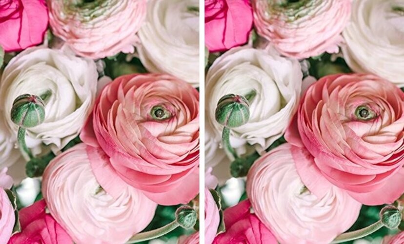 Ranunculus Pastel Mix – Persian Buttercup Bulbs (Not Seeds) – 10 XL Bulbs