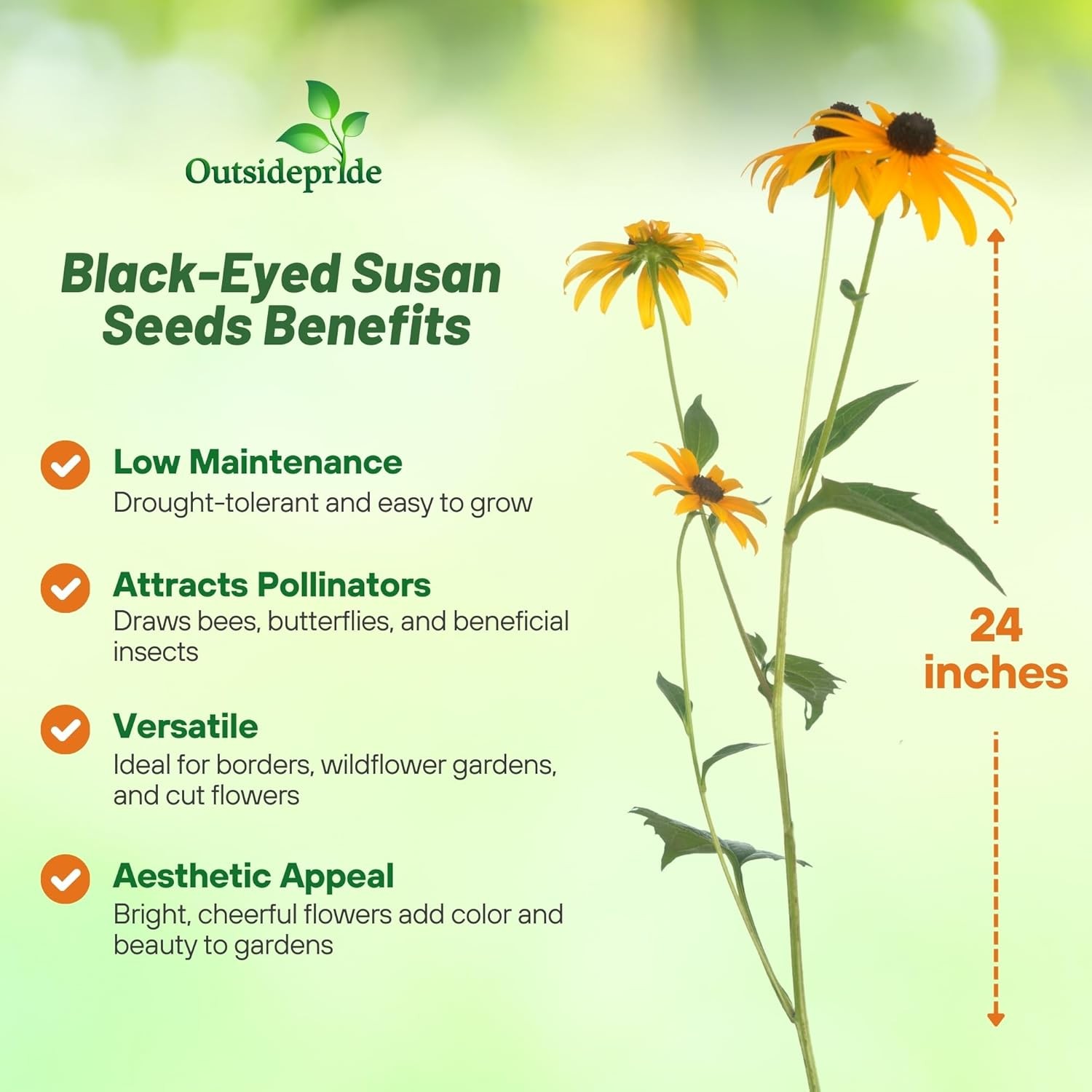 5000 Seeds Rudbeckia Hirta Drought Tolerant Black Eyed Susan Wildflower Seeds