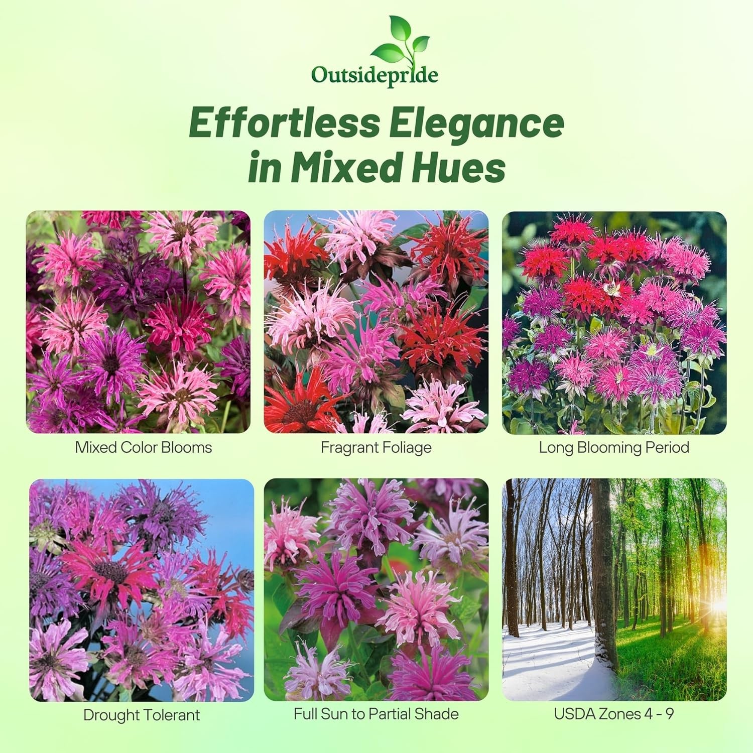 500 Seeds Monarda Didyma Seed Mix For Planting Outdoors | Bee Balm Mix Flower