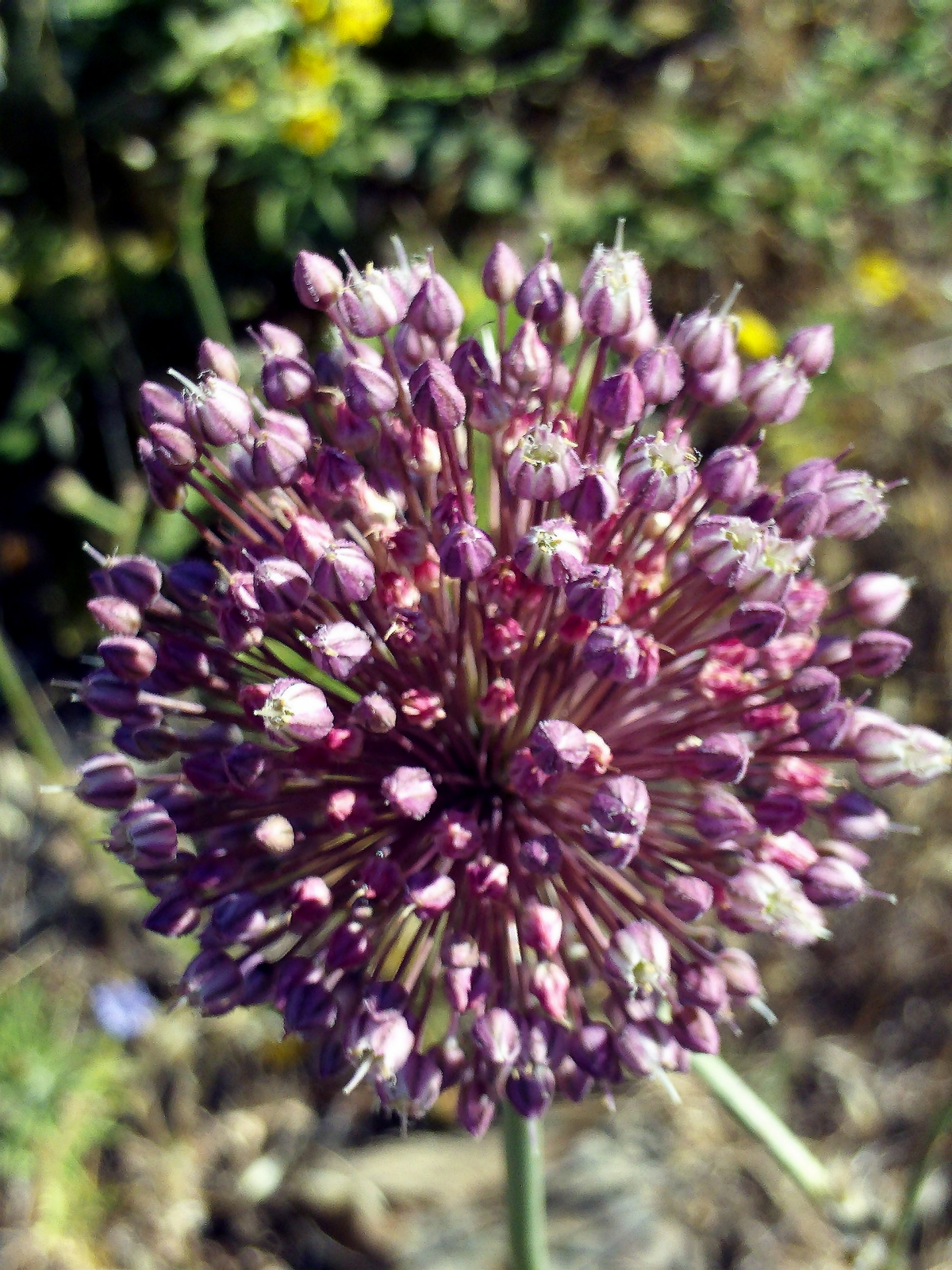 20 BROADLEAF WILD LEEK Seeds (Allium ampeloprasum) | NON-GMO | Free shipping