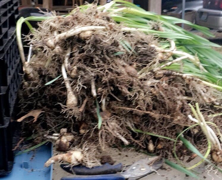 50 Yellow Daffodil Bulbs – Trumpet, Wild, Heirloom, Bulbs Easter LILY BUTTERCUP