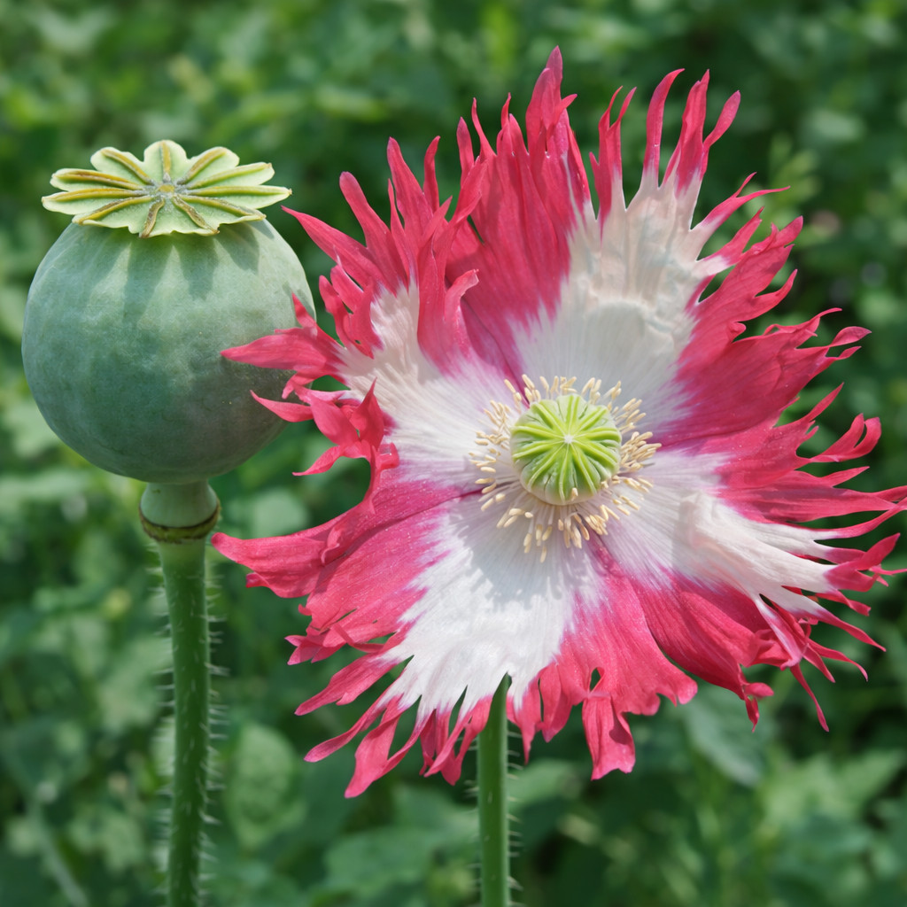 1,000 Rare Afghan Laciniated Poppy Seeds P. Somniferum Fringed & Serrated Blooms