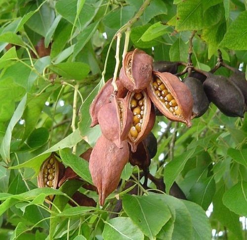 Brachychiton populneus ( Kurrajong ), 10 seeds
