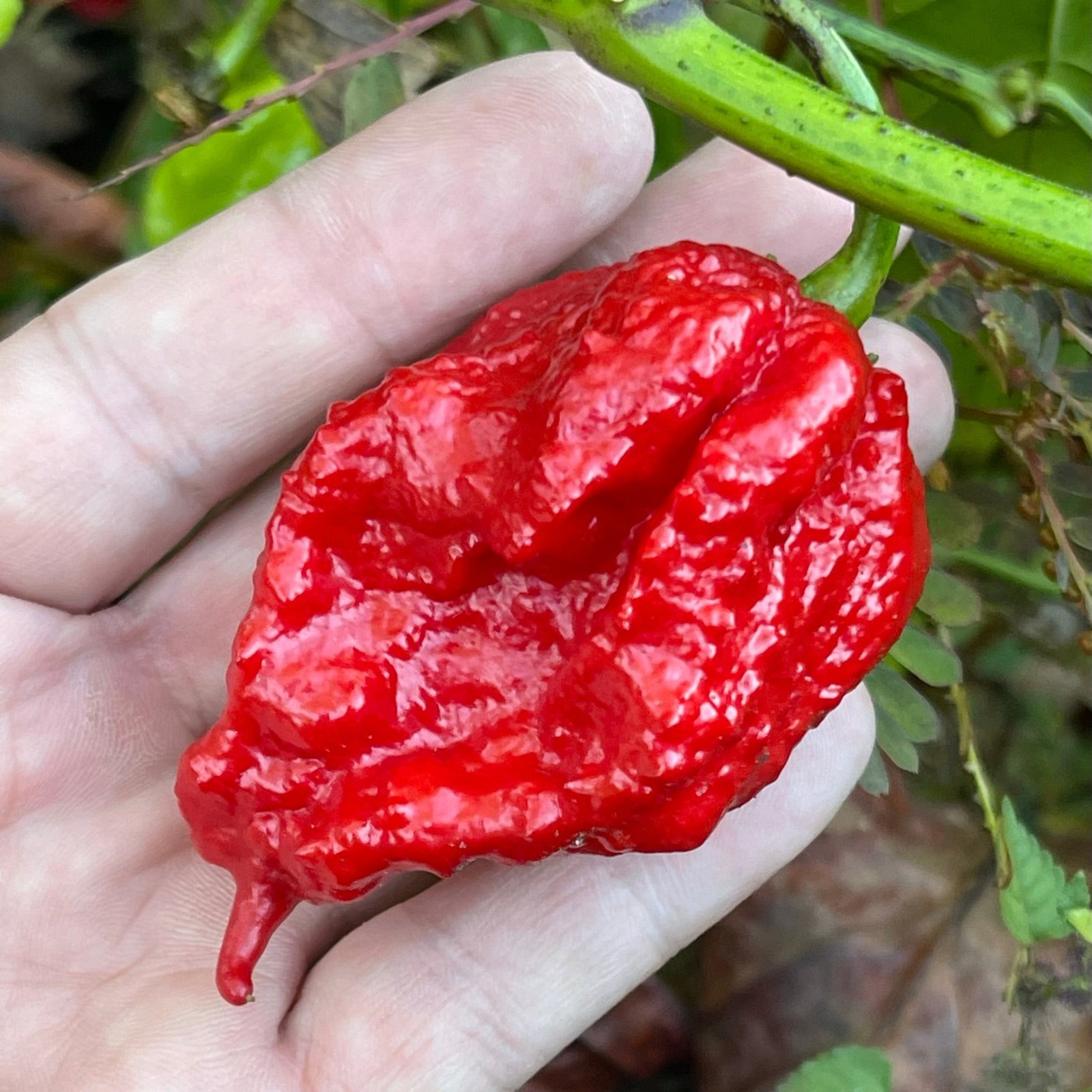 MA Mutant X Hot Pepper Seeds. 10 Seeds per order Free Shipping!
