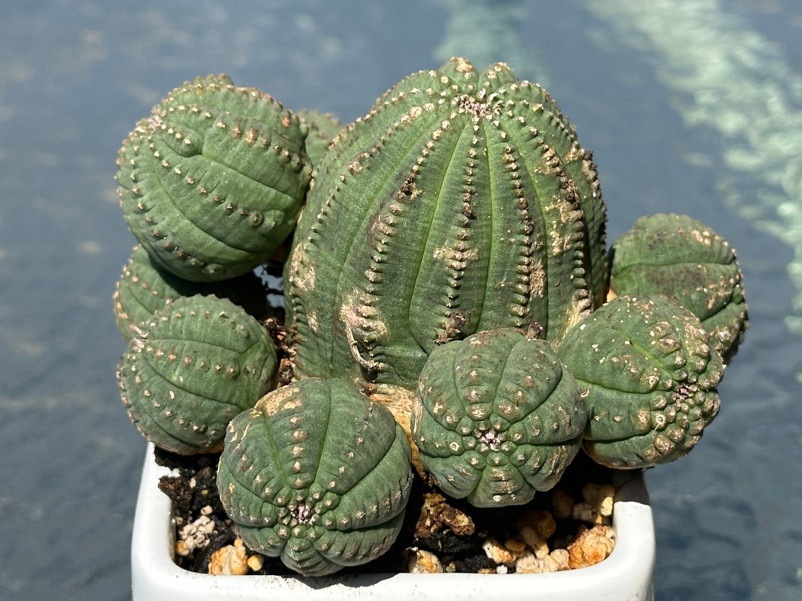 Euphorbia obesa Live Baseball Basketball Cactus in 4″ pot FREE SHIPPING