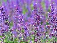 1000 gorgeous catnip beneficial plant seeds for spring summer peppermint colorf