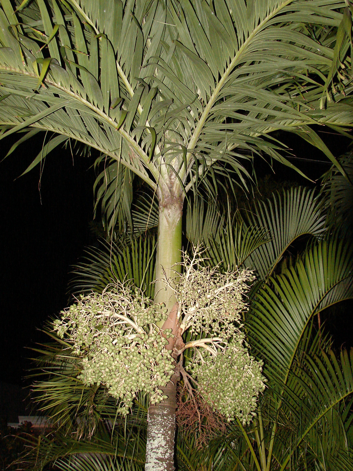 Christmas Palm Tree Adonidia merrilli 15 LIVE SEEDS TROPICAL Dwarf Royal Palm