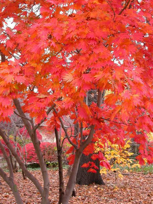 Full Moon Maple, Acer japonicum, Tree Seeds (Fall Color, Bonsai, Hardy, Easy)