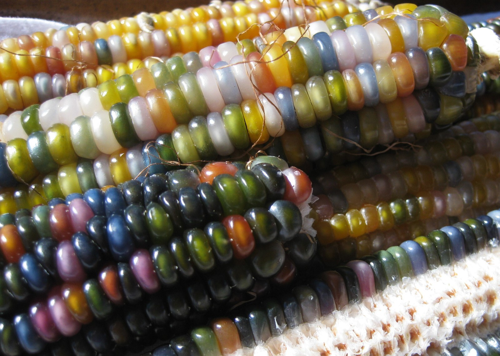 Glass Gem Corn Seeds Organic 200+ USA Grown