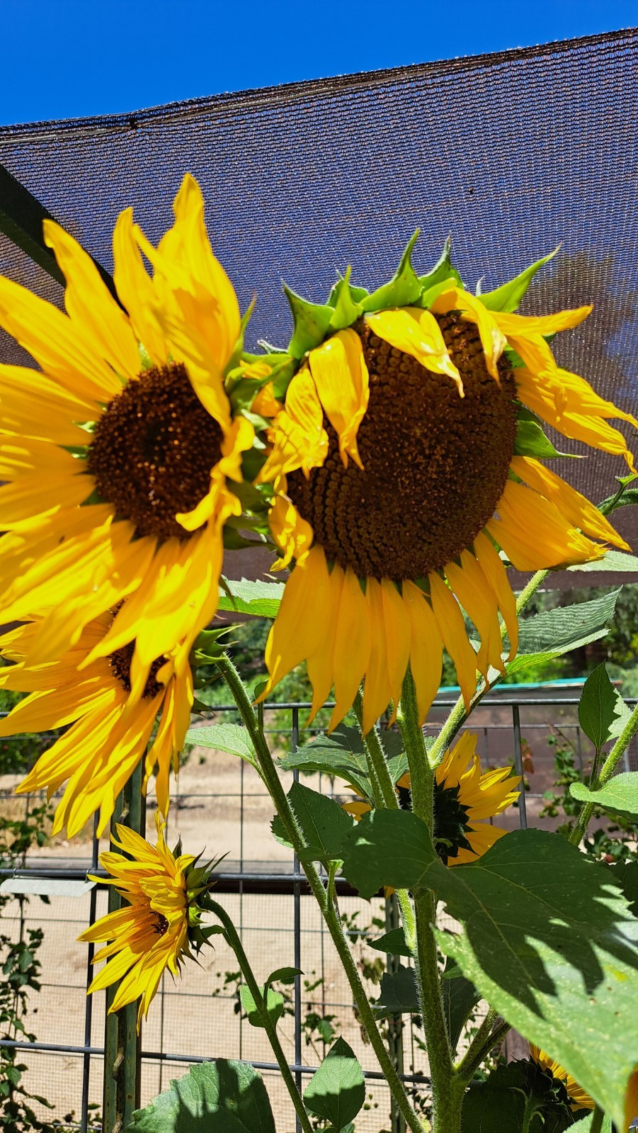 Lot of 8 Dried Sunflower Heads 2-3″ for Pets Birds Crafts Etc Pesticide Free