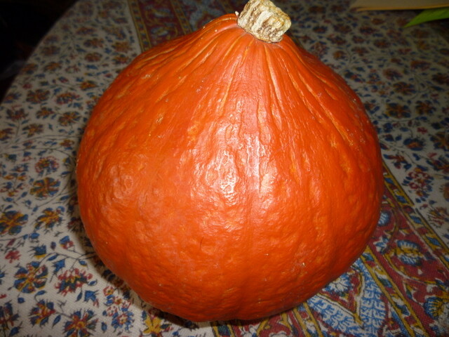 15+ RARE SWEET RED KURI WINTER SQUASH SEEDS 3-7 LB 6-8″ ORGANICALLY GROWN