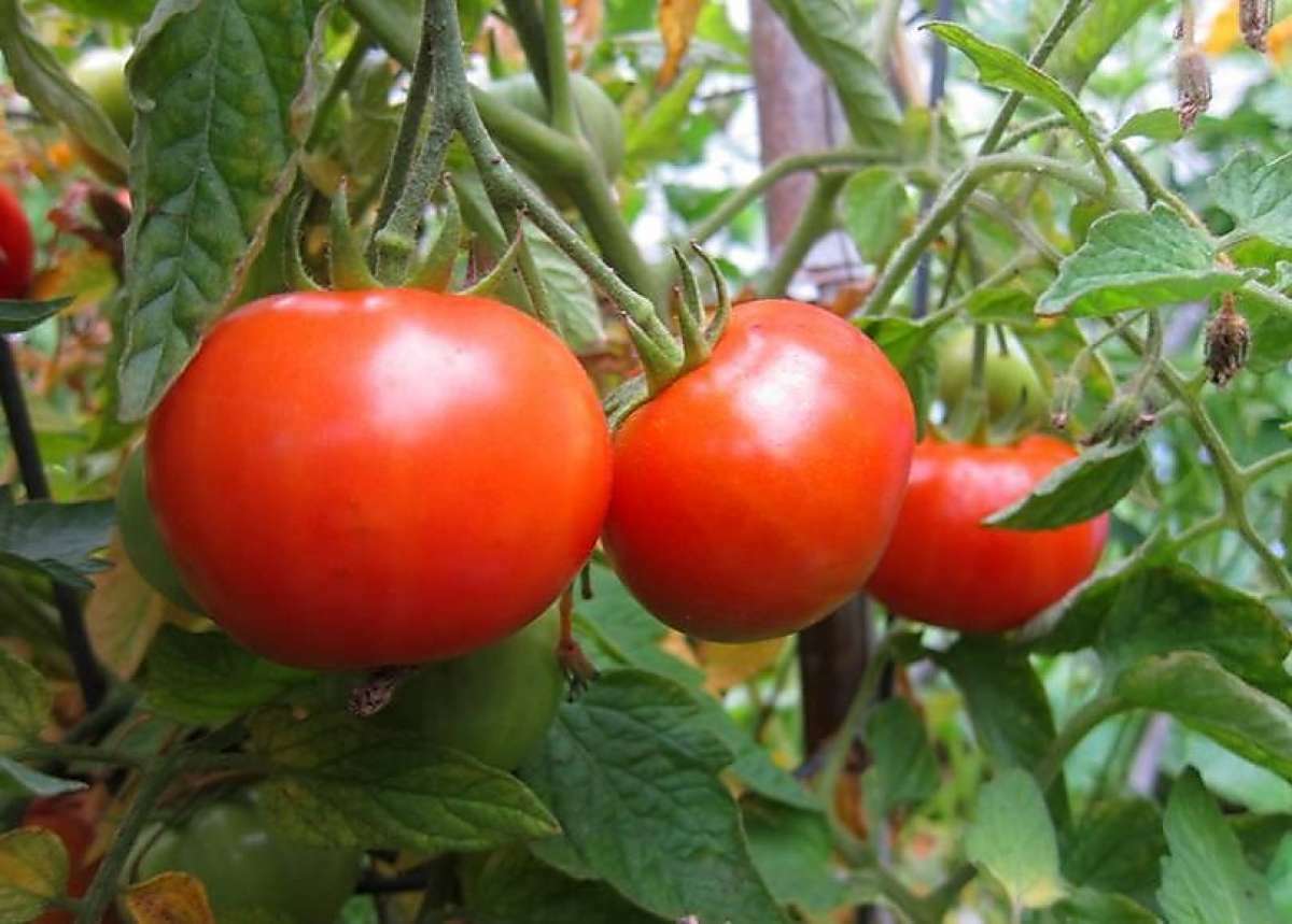 50+Bradley BUSH TOMATO Seeds Organic Compact 36″Tall Vegetable Garden Container