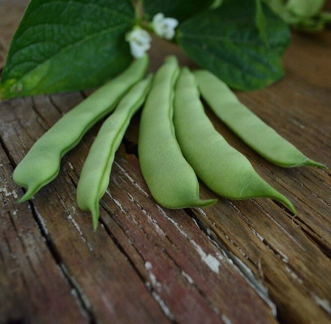 Roma II Flat Bush Green Bean Seeds Garden Planting Non-GMO 50 Seeds