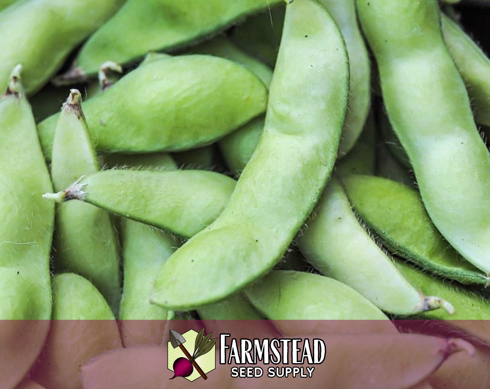 25+ Edamame Bean Seeds [BeSweet] Vegetable Gardening, Heirloom, Non-GMO