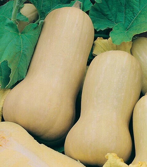 BUTTERNUT WALTHAM SQUASH SEEDS 20+ WINTER SQUASH Vegetables GARDEN FREE SHIPPING
