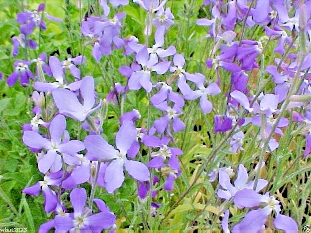1001+EVENING SCENTED STOCK Seeds Perfume Plant Clove Summer Garden Container