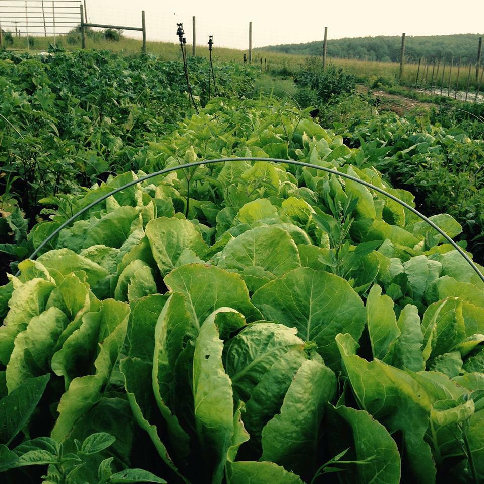 .5g/500+ Seeds JERICHO ROMAINE LETTUCE, NON-GMO, HEAT TOLERANT, FULL of FLAVOR