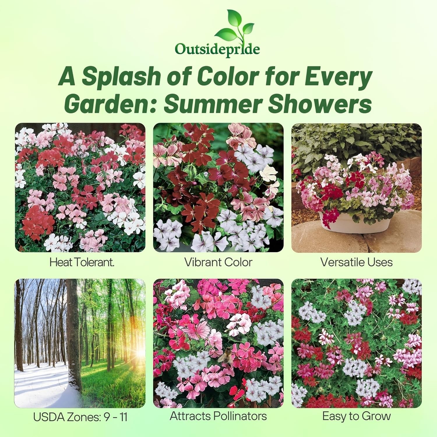 20 Seeds Flower Seed – Ivy Leaf Geranium Seeds Mix