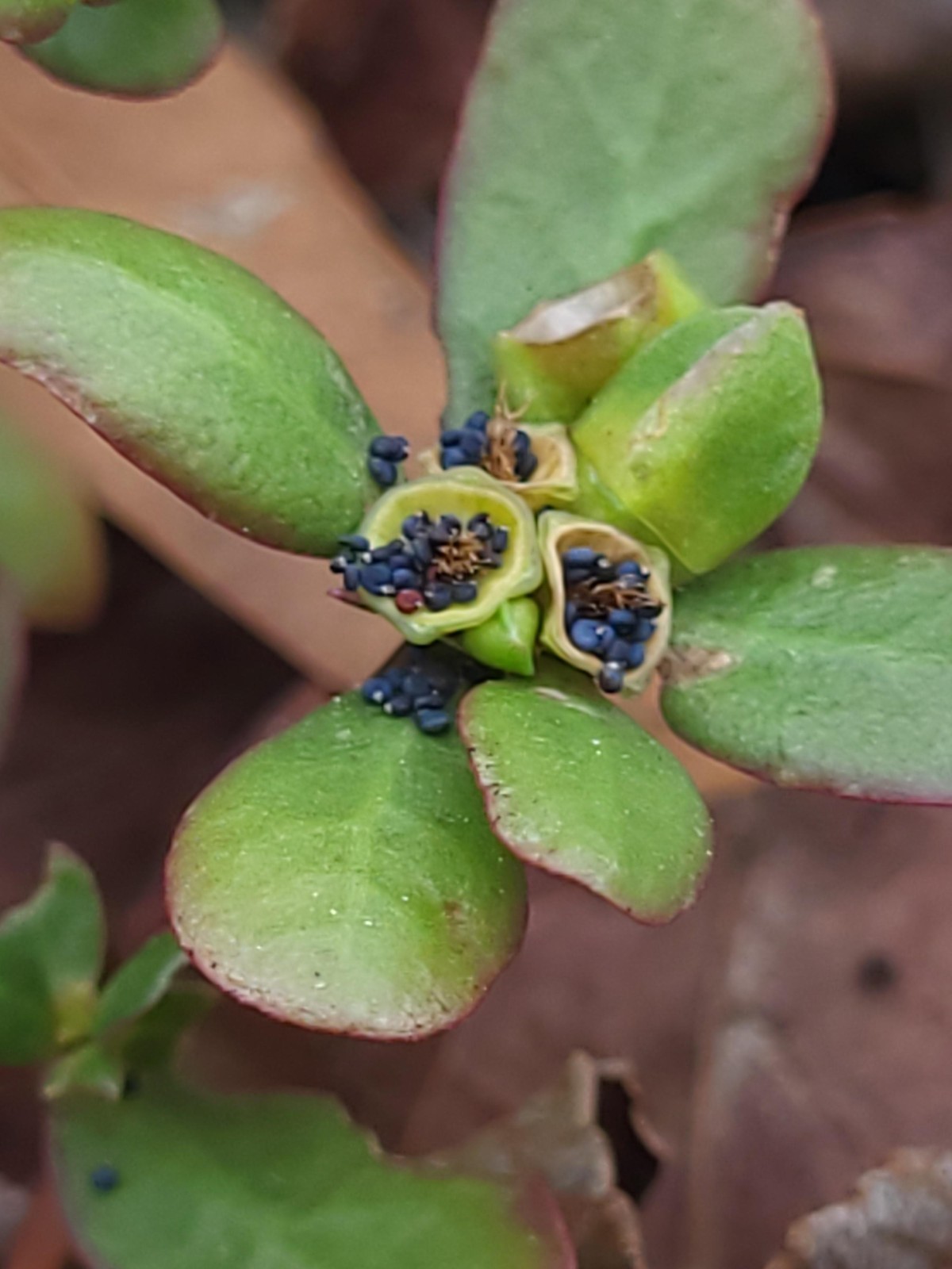 100+ Common Purslane Seeds Verdolaga Edible Herb Non GMO Portulaca Oleracea