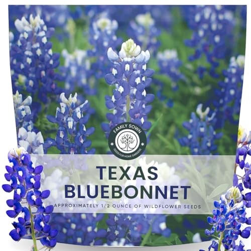 Texas Bluebonnet – 400 Seeds for Planting – 2026 Season – 0.5 Ounce 1/2 Ounce
