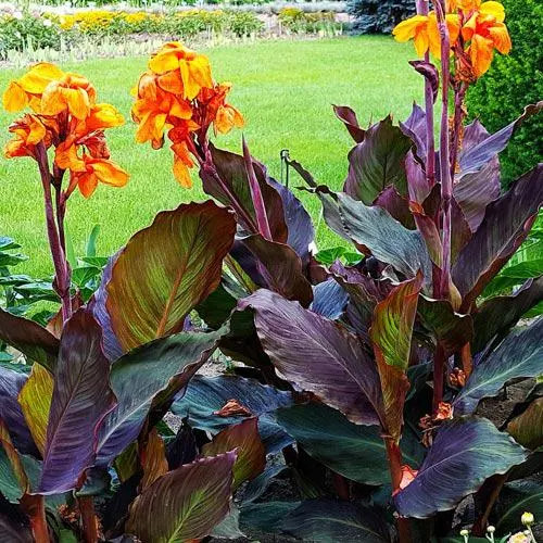 Canna Lily Wyoming Rhizomes – Orange Blooms, Burgundy Foliage – 8-rhizomes