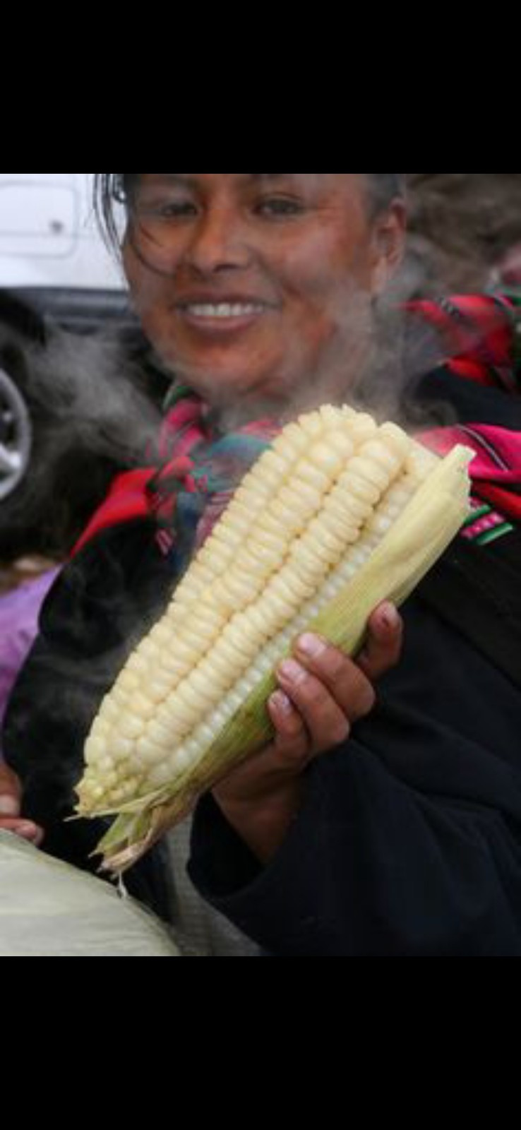 Peruvian Mountain Corn Seeds (30) / Peruvian Maiz Montana / Massive / Rare