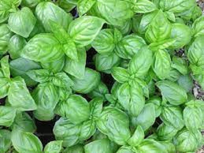 Premium Genovese Basil Herb – Most Popular Variety Fresh Organic Heirloom Seed