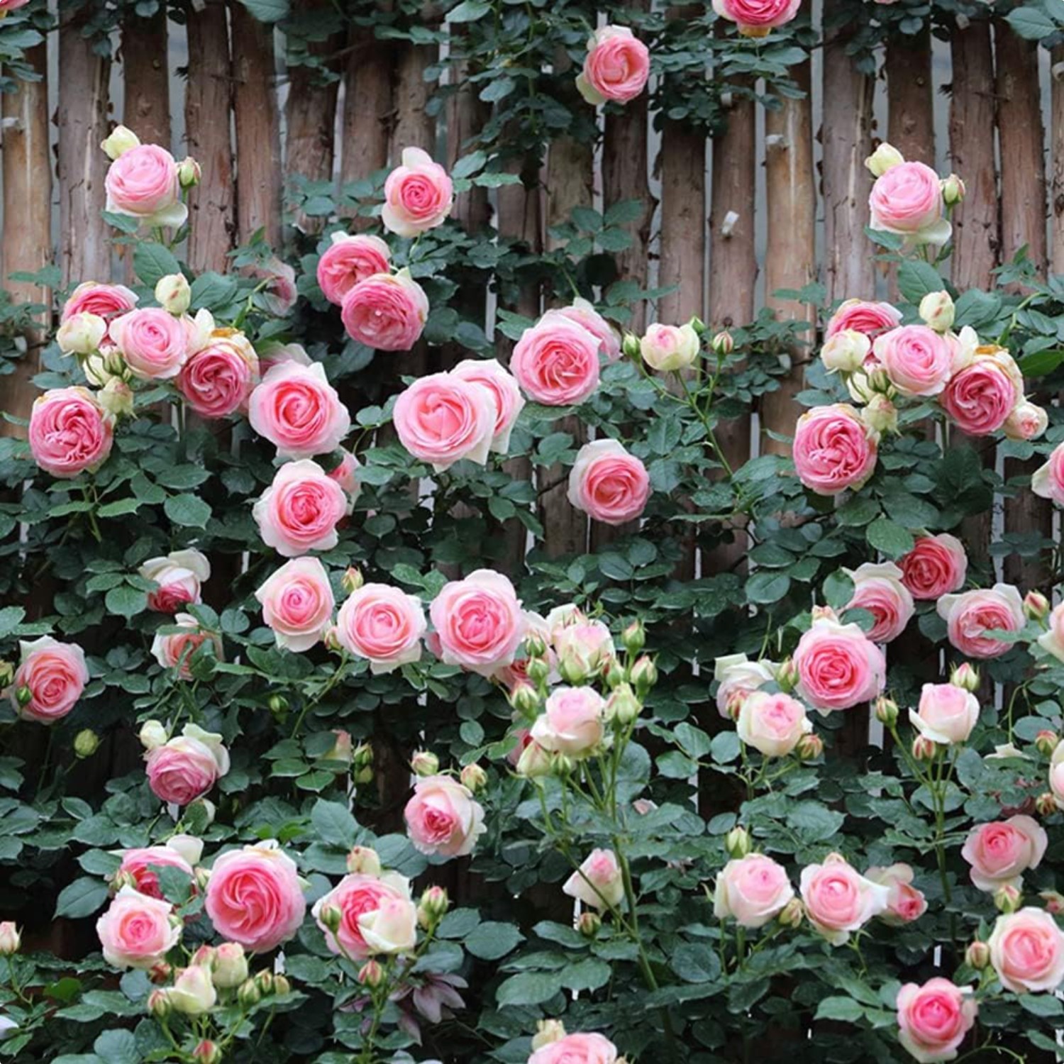 Pink Climbing Rose Vine Seeds 100pcs Fragrant Blooming Garden Plant