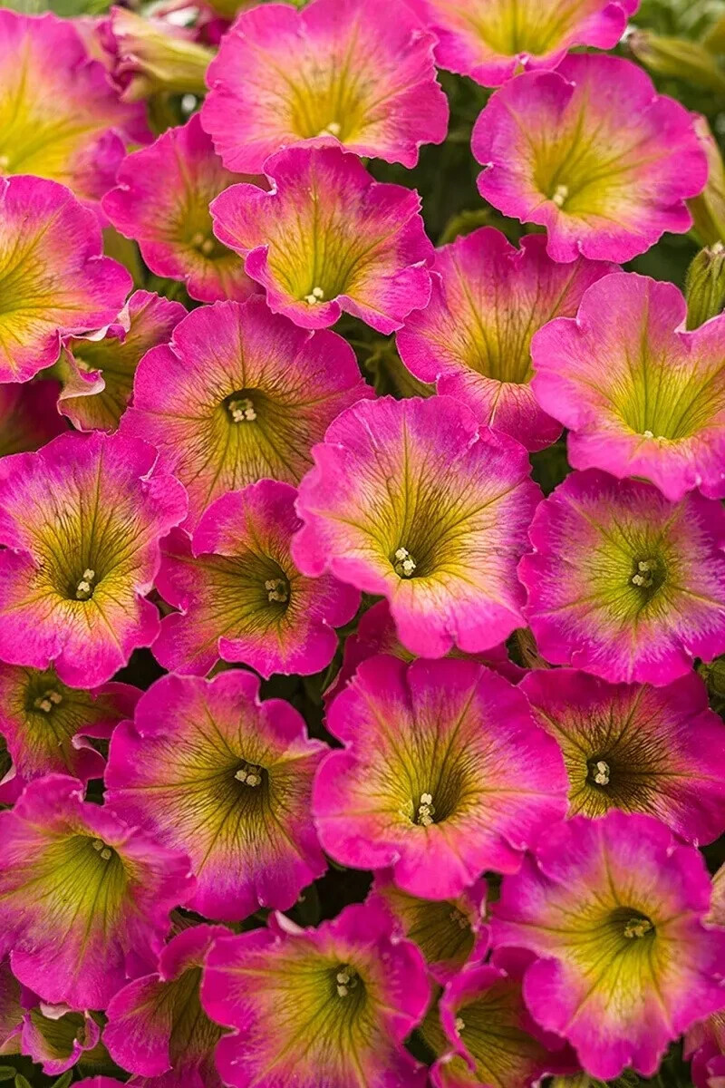 NEW 50 Yellow Purple White Petunia Seeds Flower Perennial Flowers Annual Seed
