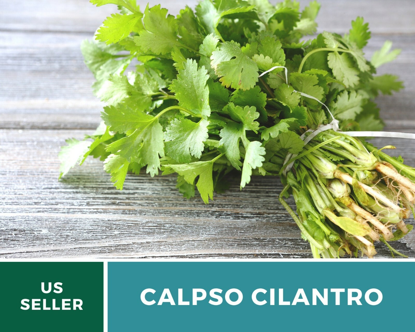 Cilantro (Coriander), Calypso – Heirloom Seeds – Culinary & Medicinal Herb